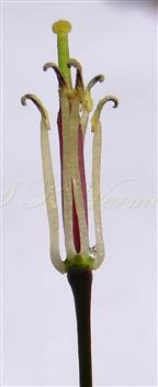  Stamens and Pistil